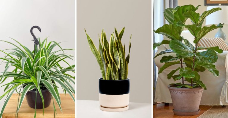 16 Plants That Are Used in Prisons, Airports, and Government Buildings for a Reason