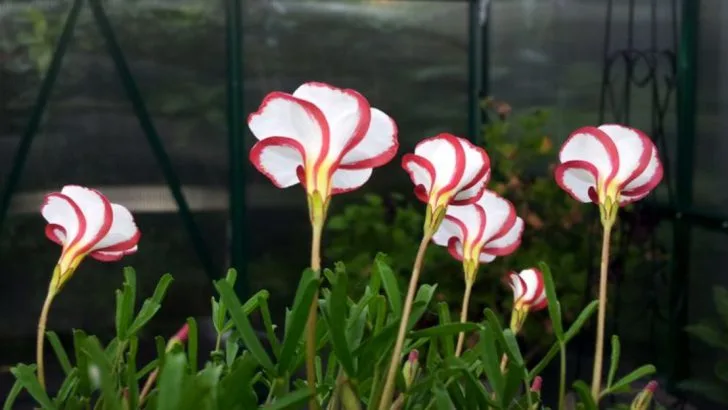 16 Plants That Smell Like Chocolate, Vanilla, or Candy