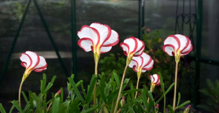 16 Plants That Smell Like Chocolate, Vanilla, or Candy