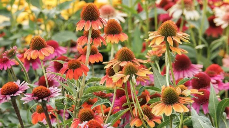 16 Plants That Will Help You Create a Low-Maintenance Garden