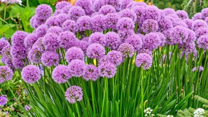 16 Purple Flowers That Create a Royal Garden Vibe
