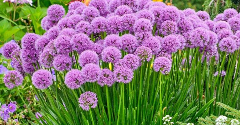 16 Purple Flowers That Create a Royal Garden Vibe