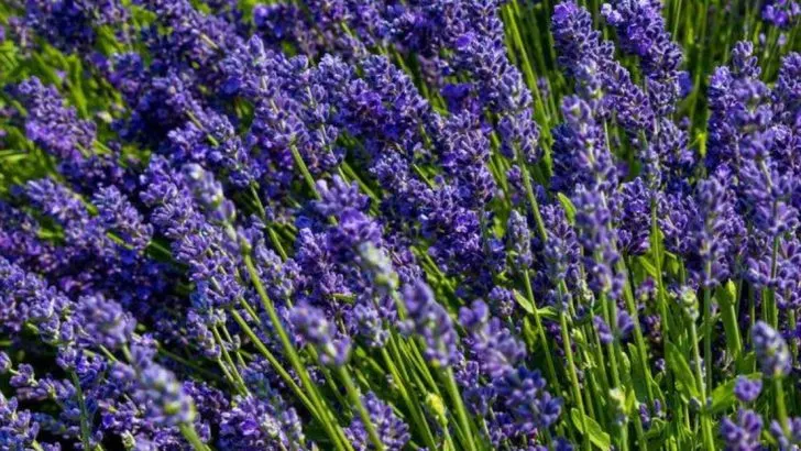 16 Royal Garden Plants You Can Actually Afford to Grow