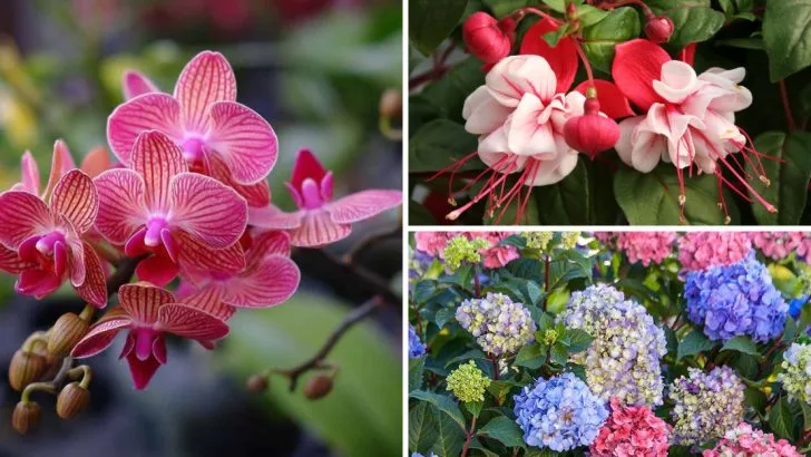 16 Sensitive Plants That May Need Extra Care This Spring