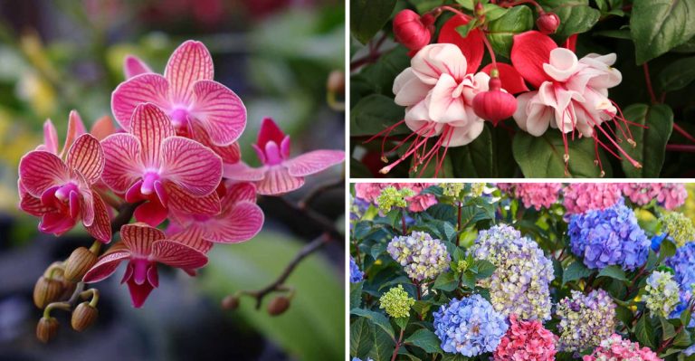 16 Sensitive Plants That May Need Extra Care This Spring