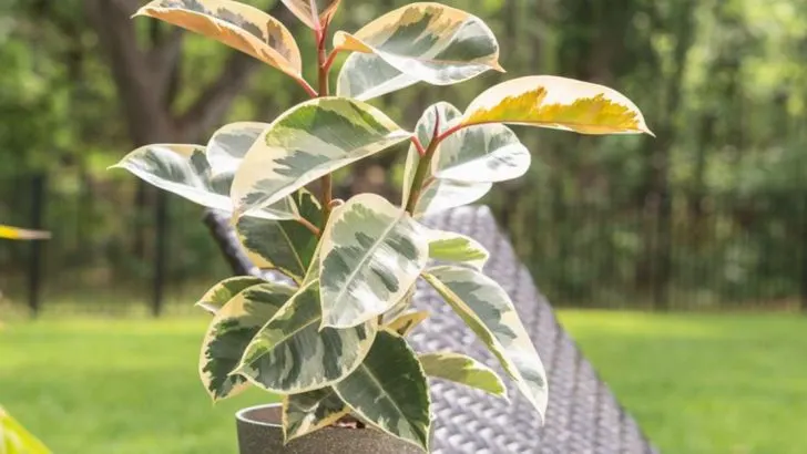 16 Smart Plant Picks for People Who Always Forget to Water