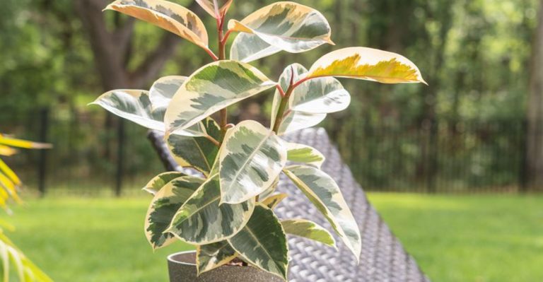 16 Smart Plant Picks for People Who Always Forget to Water