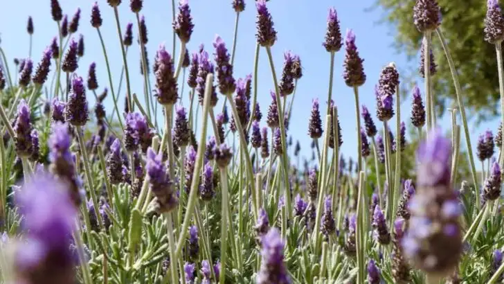 16 Surprising Facts About Lavender That Explain Why It’s So Popular