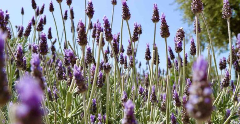 16 Surprising Facts About Lavender That Explain Why It’s So Popular