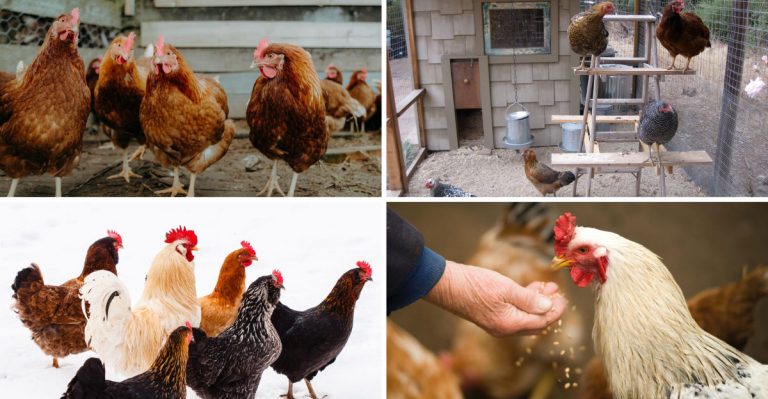 16 Things to Know Before Getting Chickens in an Urban Backyard