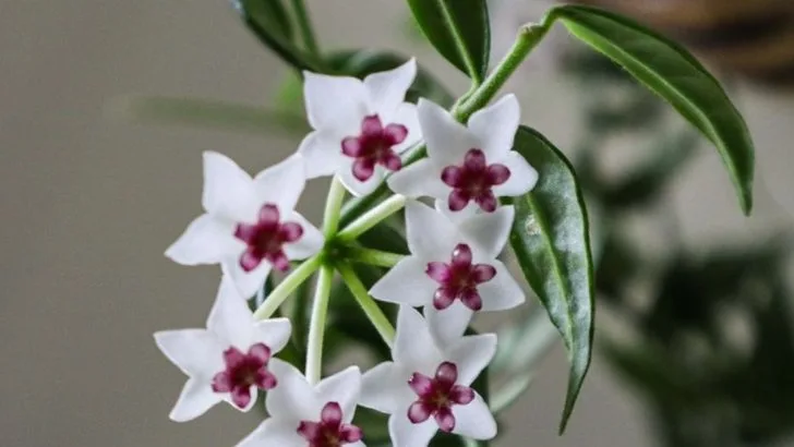 16 Tips for Growing Beautiful Flowers in Tiny Apartments