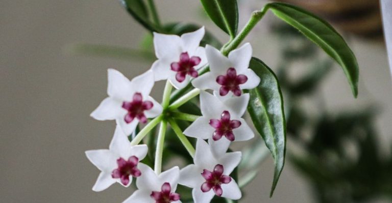 16 Tips for Growing Beautiful Flowers in Tiny Apartments
