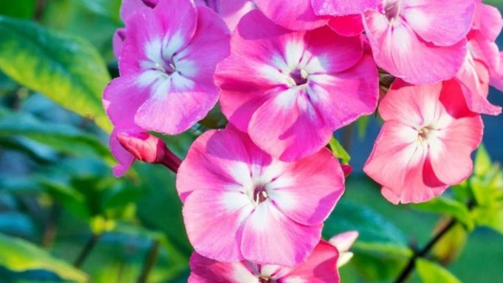 16 Trendy Perennials Dominating Southern Cottage Gardens