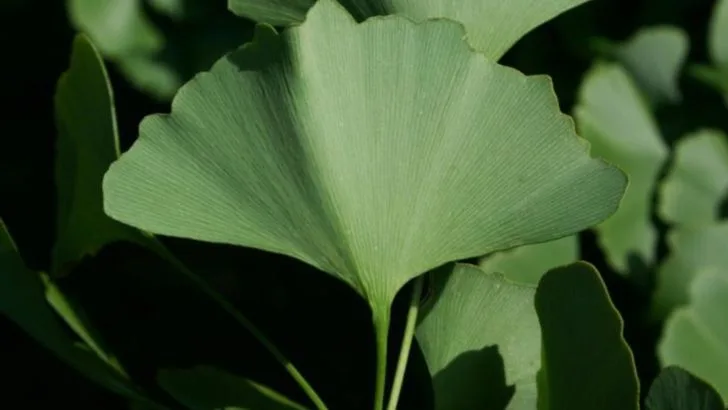 16 Unusual Leaf Shapes That Make a Statement in Any Garden