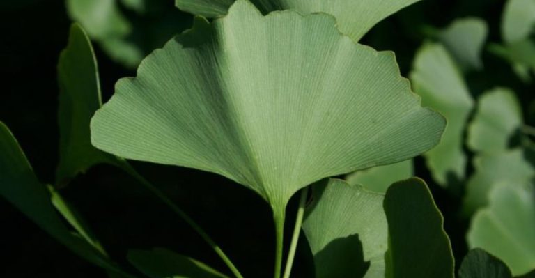 16 Unusual Leaf Shapes That Make a Statement in Any Garden