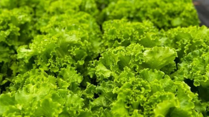 16 Vegetables That Taste Better When Grown in Partial Shade