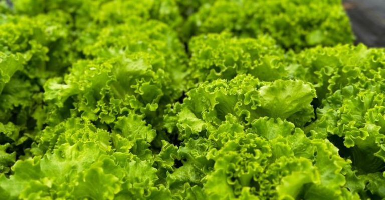 16 Vegetables That Taste Better When Grown in Partial Shade
