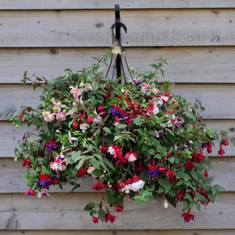 17. Trailing Fuchsia