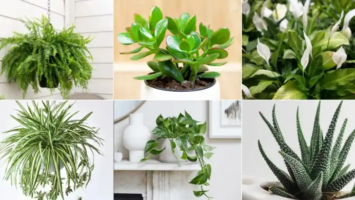 17 Beautiful Plants That Only Look High-Maintenance (But Aren’t)