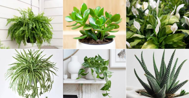 17 Beautiful Plants That Only Look High-Maintenance (But Aren’t)