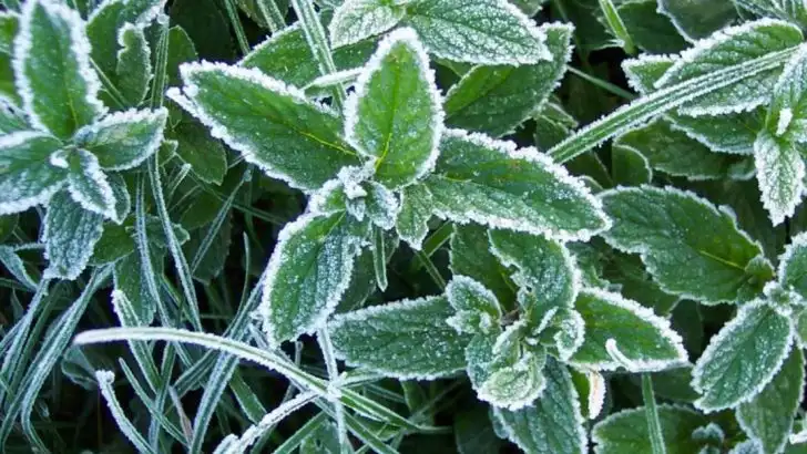 17 Cold-Tolerant Herbs That Keep Growing Long After Your Tomatoes Quit