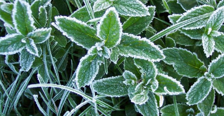 17 Cold-Tolerant Herbs That Keep Growing Long After Your Tomatoes Quit