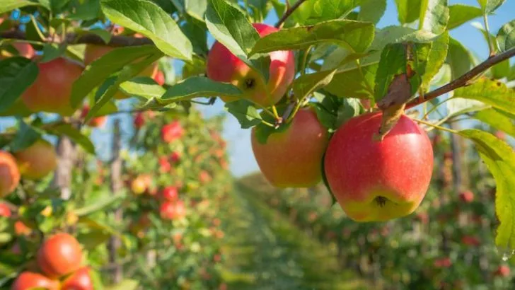 17 Fruit Trees That Produce Well in Midwest Climates