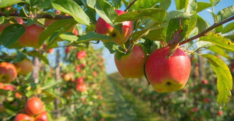 17 Fruit Trees That Produce Well in Midwest Climates
