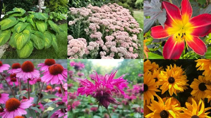 17 Perennials That Start Off Tiny and Triple in Size Within a Season