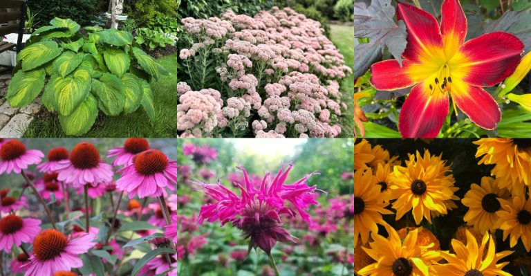 17 Perennials That Start Off Tiny and Triple in Size Within a Season