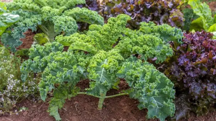 17 Vegetables That Grow Well in Containers on a Shady Balcony