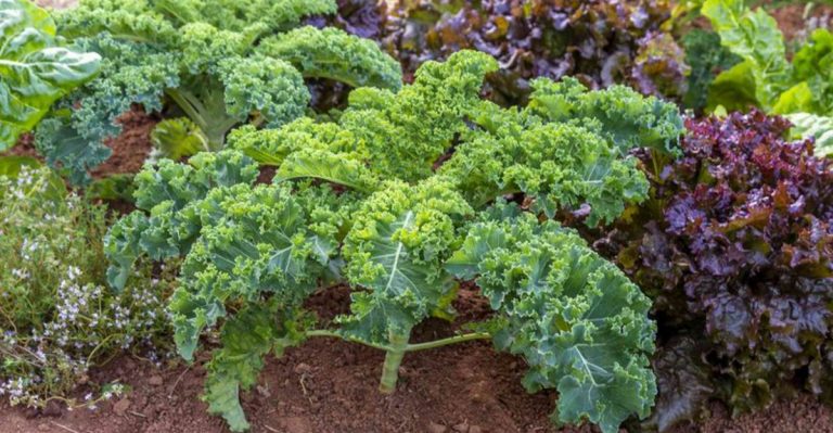 17 Vegetables That Grow Well in Containers on a Shady Balcony