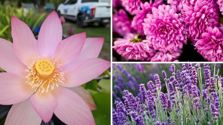 17 Ancient Plants Still Grown Today (and What They Meant)