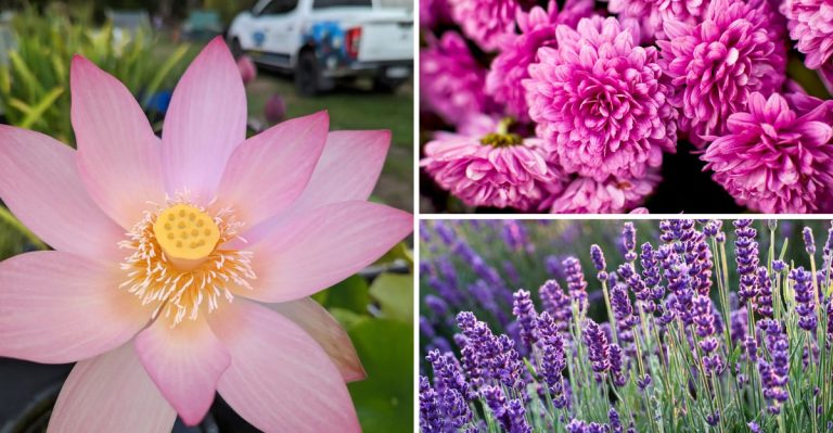 17 Ancient Plants Still Grown Today (and What They Meant)