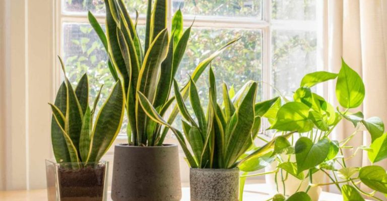 17 Anti-Anxiety Plants That Turn Your Home Into a Peaceful, More Relaxing Space