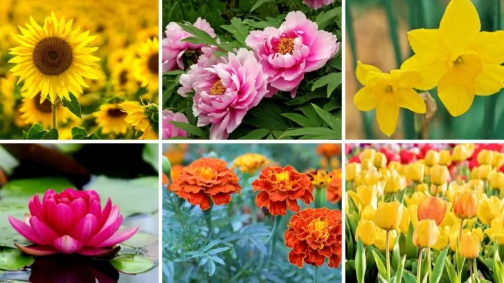 17 Beautiful Blooms That Carry a Message of Hope and Optimism