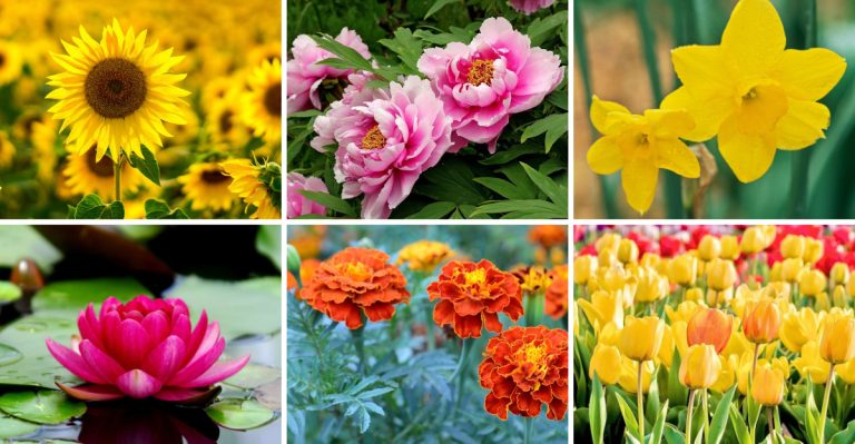 17 Beautiful Blooms That Carry a Message of Hope and Optimism