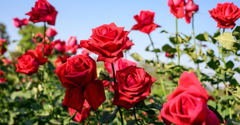 17 Beautiful Blooms That Carry the Meaning of Family and Relationships