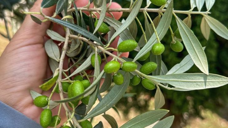 17 Drought-Tolerant Trees Perfect for Climate-Resilient Yards