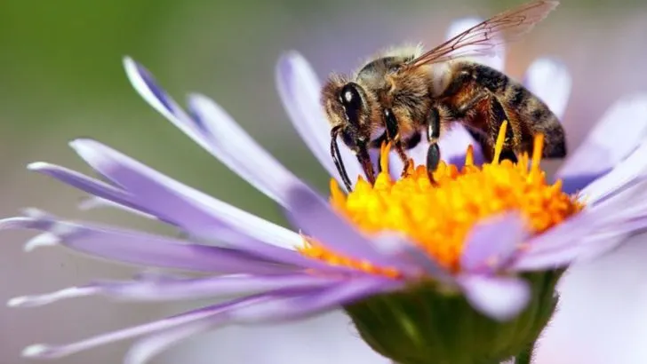 17 Endangered Pollinators That Your Garden Could Help Save