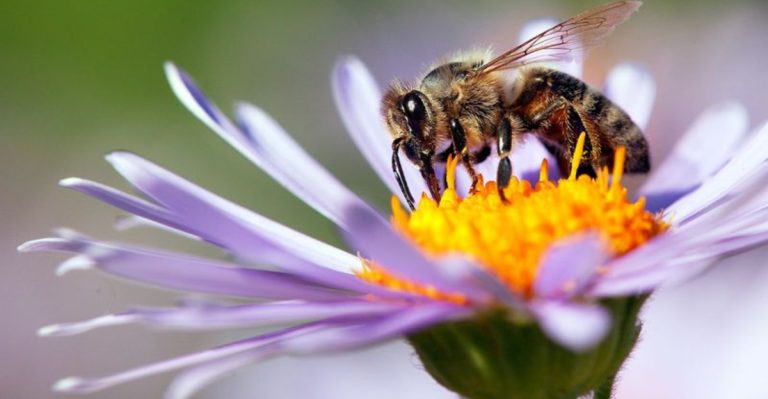 17 Endangered Pollinators That Your Garden Could Help Save
