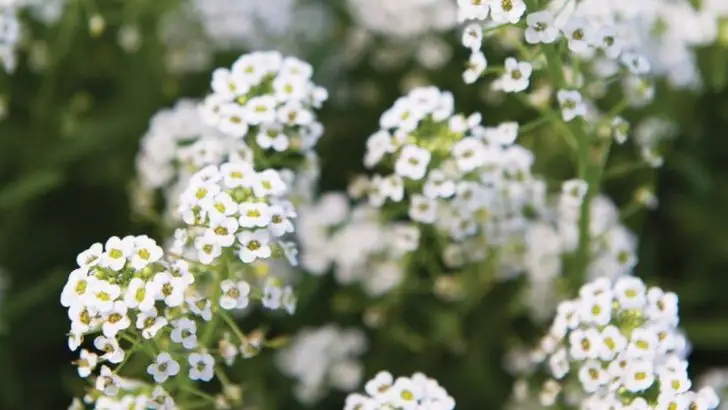 17 Filler Plants That Bring Life and Layers to Sparse Garden Spaces