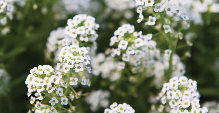 17 Filler Plants That Bring Life and Layers to Sparse Garden Spaces