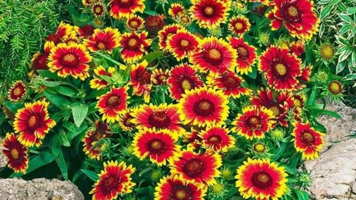 17 Flowers That Thrive in Sandy Soils Along Coastal Maine