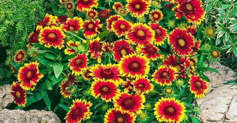 17 Flowers That Thrive in Sandy Soils Along Coastal Maine