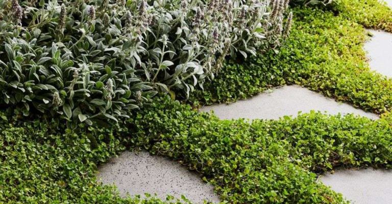 17 Fragrant Ground Covers That Double as Living Perfume