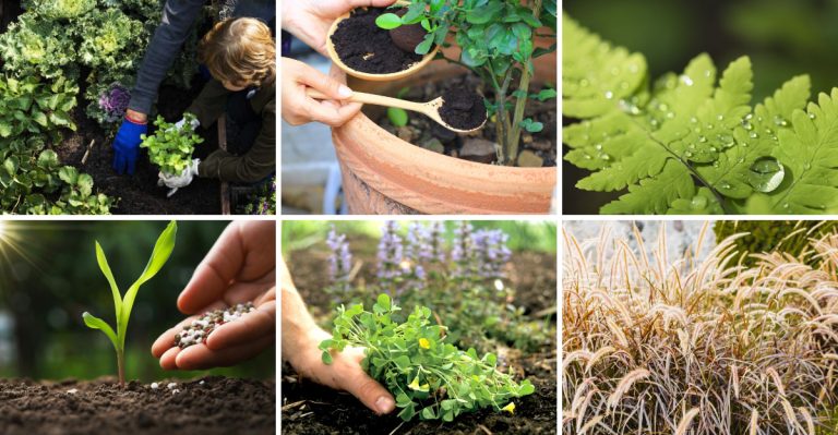 17 Garden Myths That Are Actually Holding You Back
