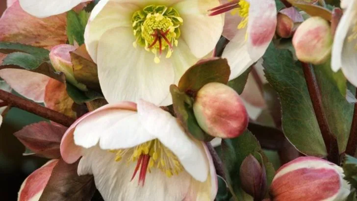 17 Hardy Plants That Can Survive Freezing Winter Temperatures