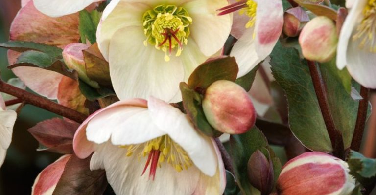 17 Hardy Plants That Can Survive Freezing Winter Temperatures