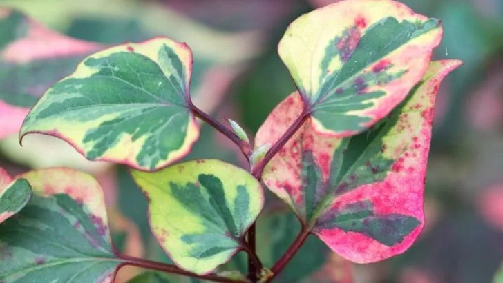 17 Indoor Plants That Surprise You by Changing Color